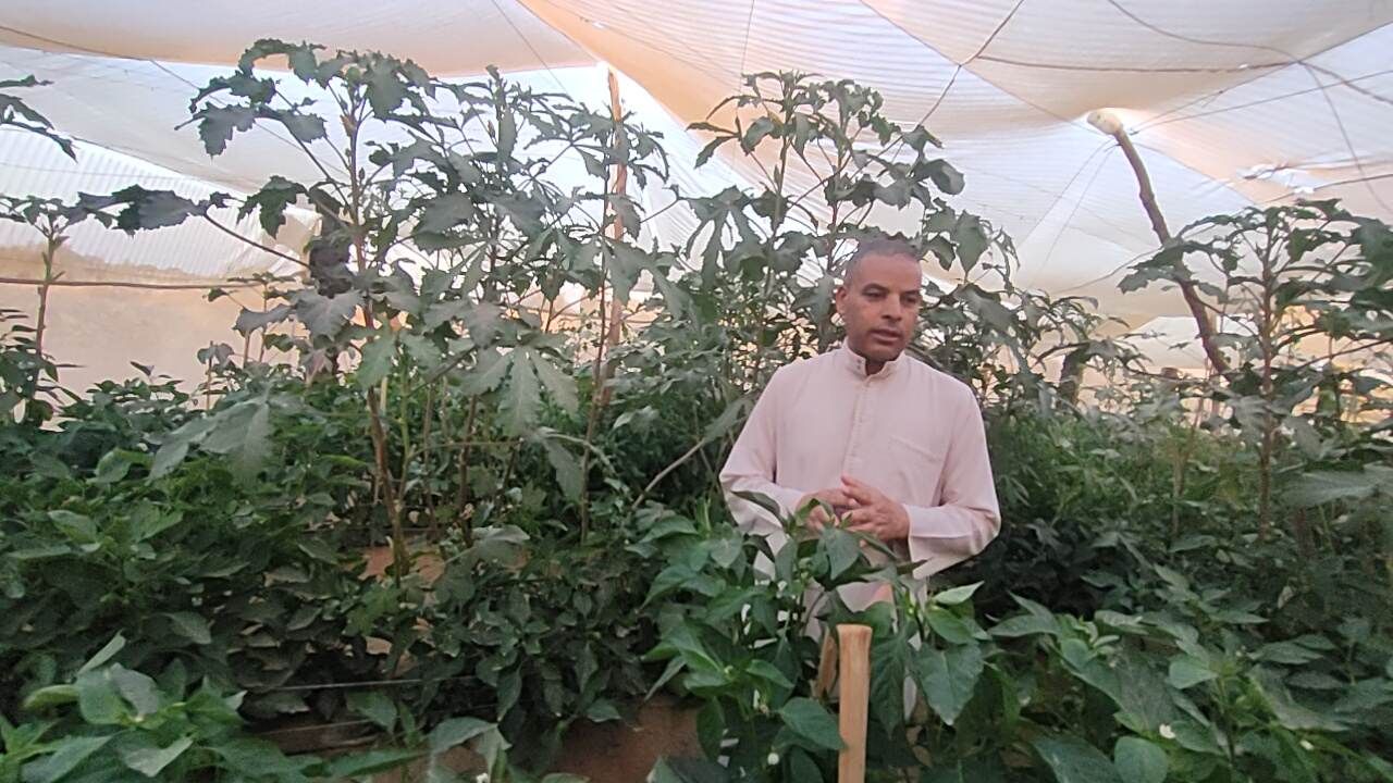 صوب بيئية لإنتاج الخضروات الخالية من المبيدات بالوادى الجديد (30)