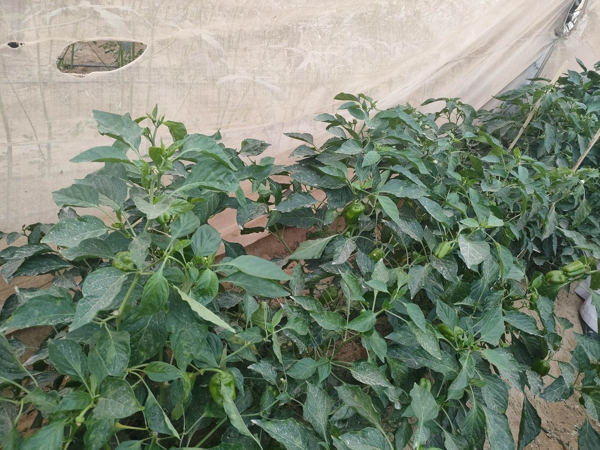 صوب بيئية لإنتاج الخضروات الخالية من المبيدات بالوادى الجديد (25)