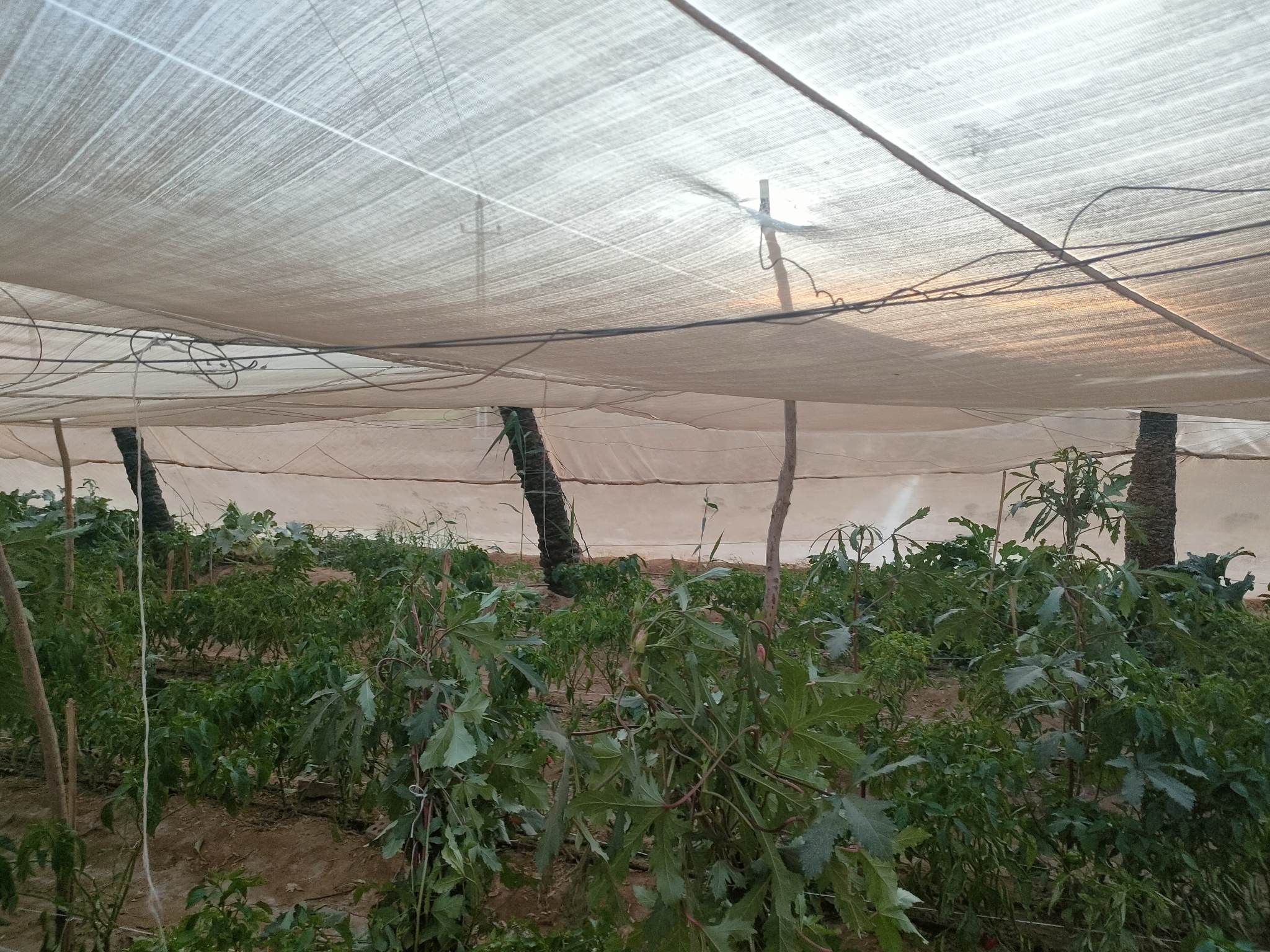 صوب بيئية لإنتاج الخضروات الخالية من المبيدات بالوادى الجديد (8)