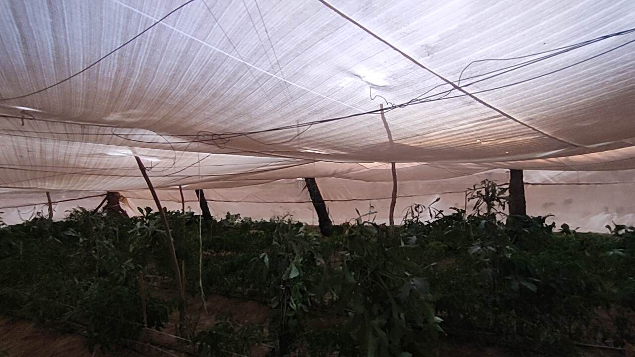 صوب بيئية لإنتاج الخضروات الخالية من المبيدات بالوادى الجديد (10)
