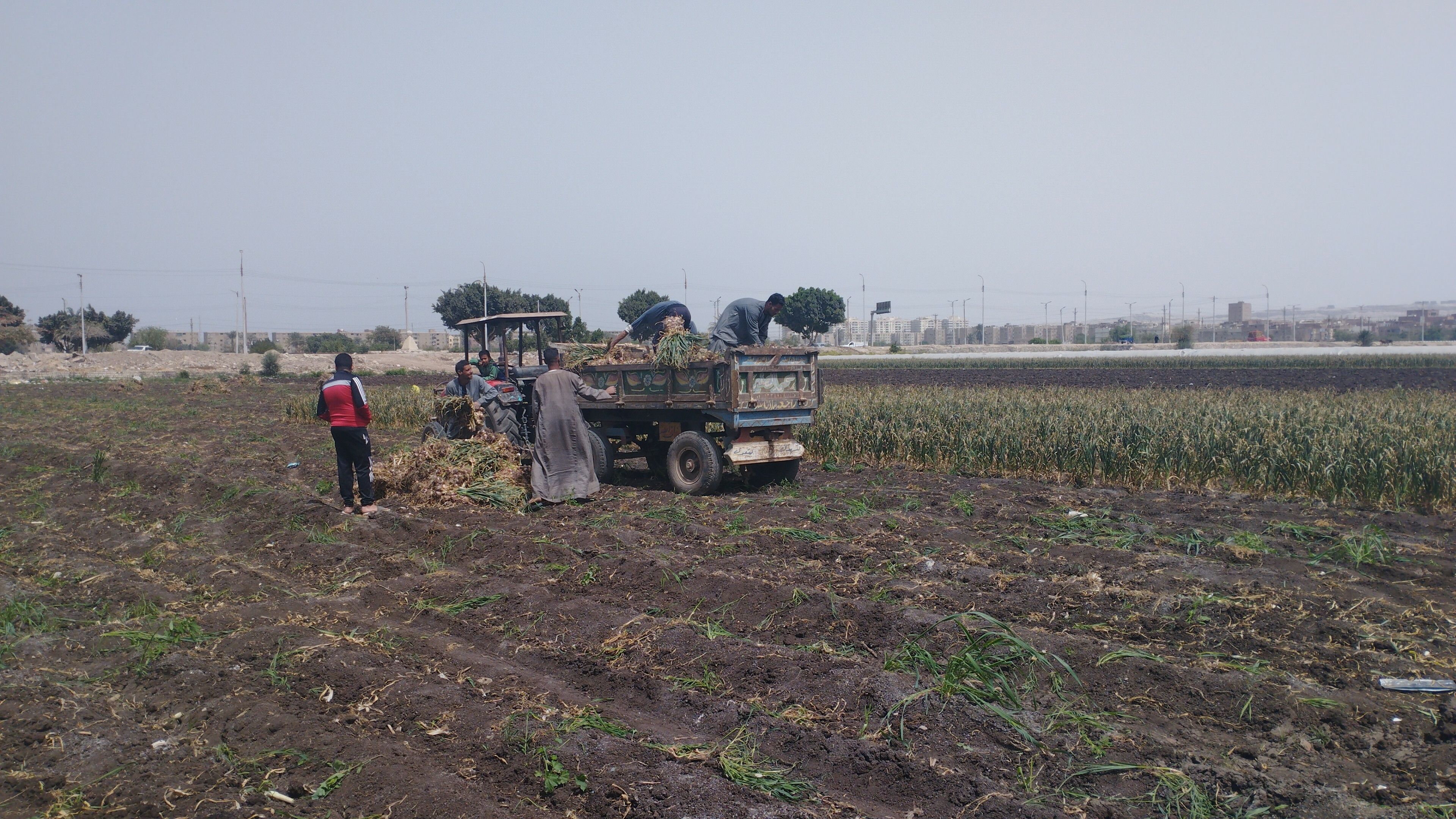 حصاد الثوم بأراضى المنيا (2)