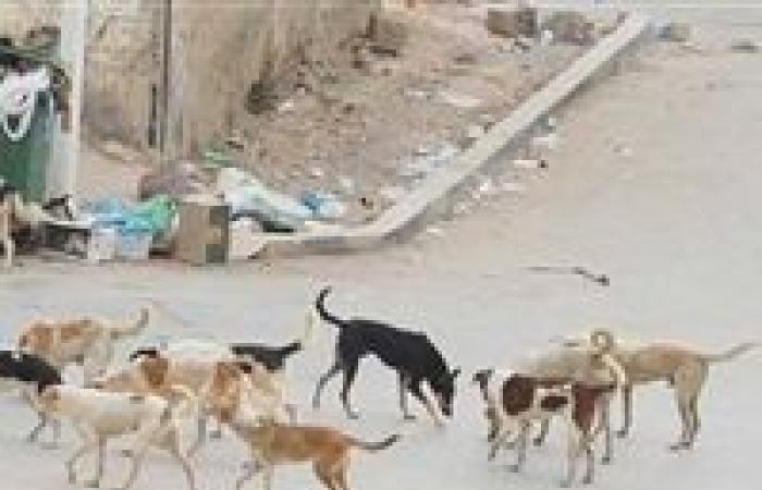 "لمنع حالات العقر".. إجراءات جديدة من مجلس النواب لمواجهة الكلاب الضالة