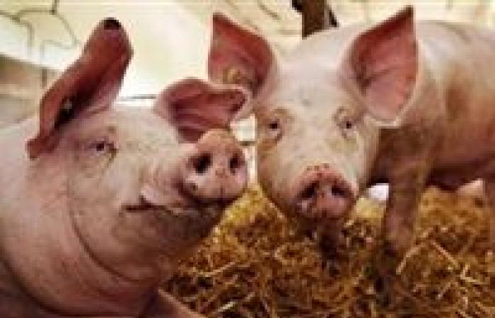 آخرها طاعون الخنزير.. فيروسات هاجمت العالم في 2020