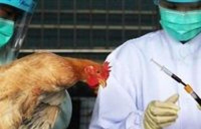 أبرزها "ظهور أنفلونزا الطيور".. 12 شائعة نفتها الحكومة