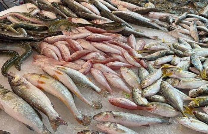 دراسة: كمية الأسماك تتقلص بسبب تغير المناخ وارتفاع درجة حرارة المحيطات
