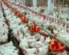 حقيقة نفوق 12 ألف دجاجة بالمزارع المصرية نتيجة الأمطار