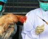 أبرزها "ظهور أنفلونزا الطيور".. 12 شائعة نفتها الحكومة